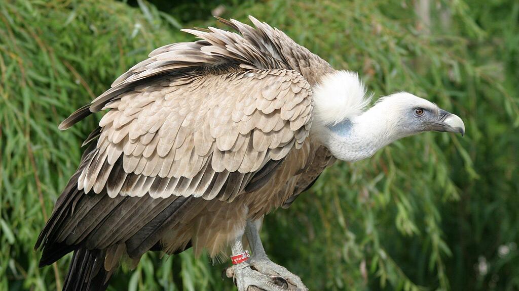 Weißkopfgeier Gundula wurde am Mittwoch schwer verletzt im Salzburger Zoo aufgefunden.
