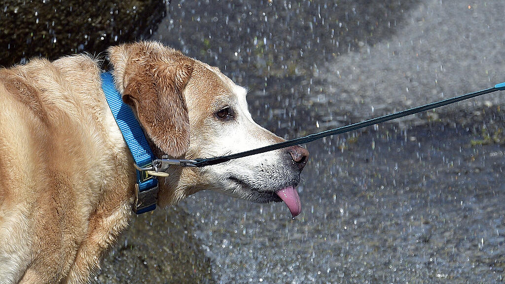 Der Hund konnte lebend befreit werden. (Themenbild)