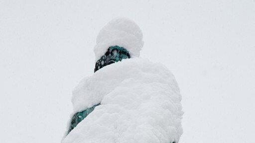 Winterimpressionen aus der Stadt Salzburg