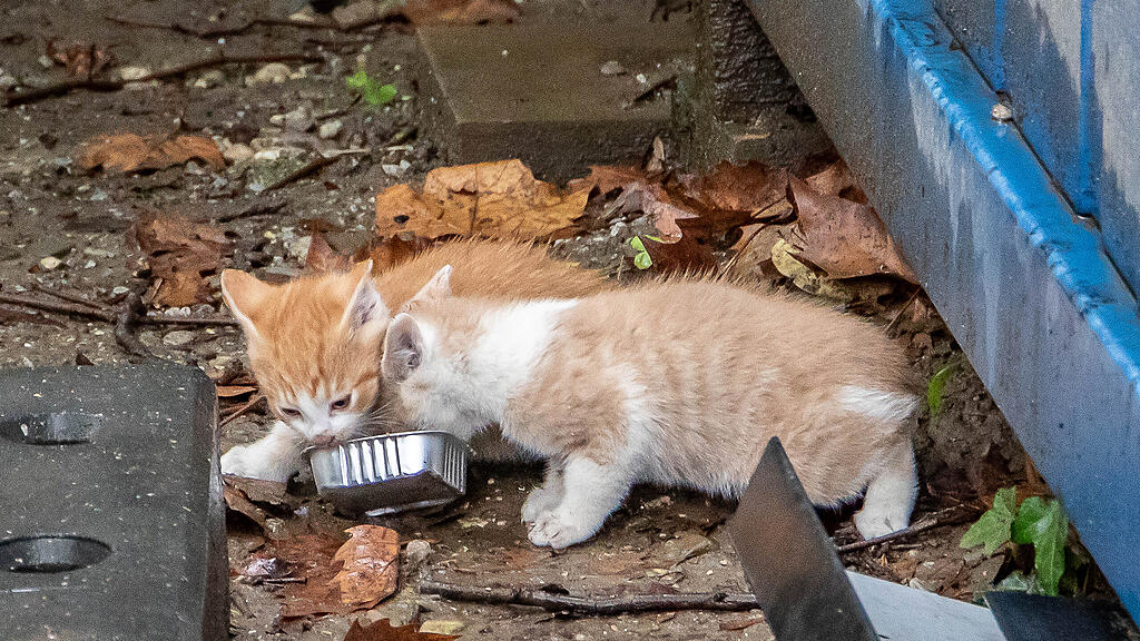 Katzenbabys auf der Parcelsus-Baustelle