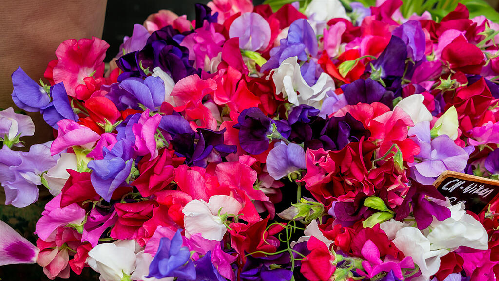 Blumen, SB