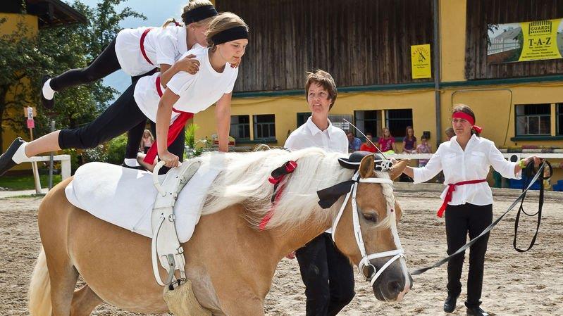10. Haflinger Landesfohlenschau