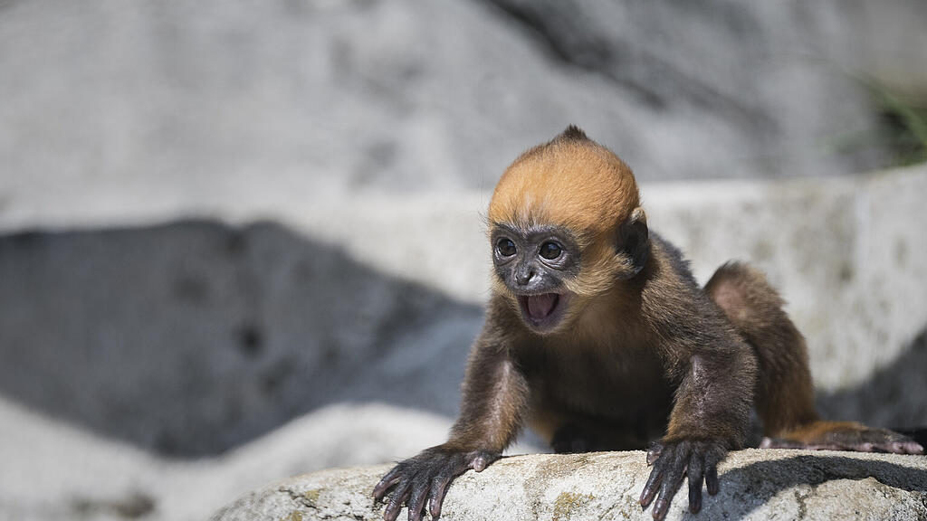Affe Frankreich