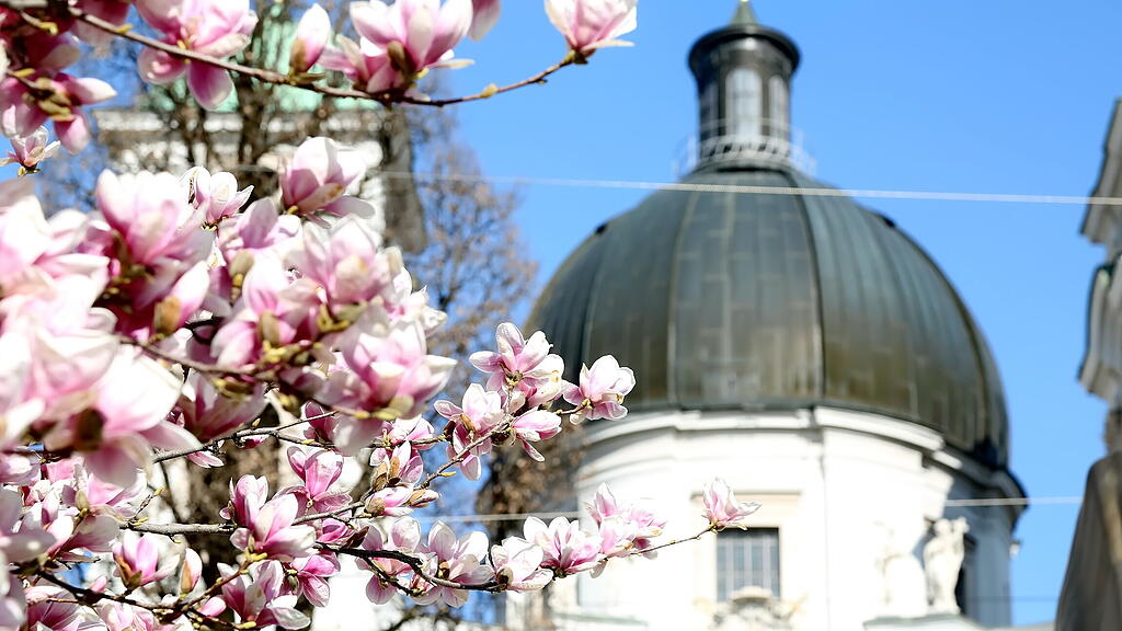 Blühende Magnolien in Salzburg
