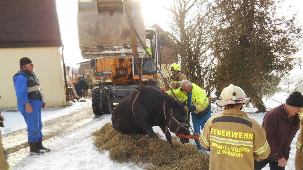 Pferd aus Jauchegrube in Neumarkt