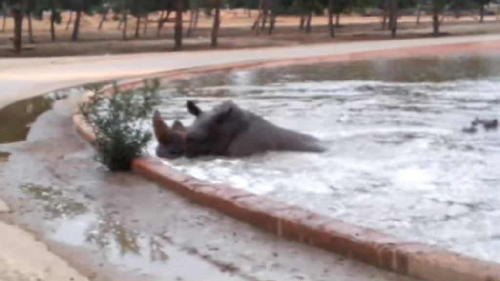 Das Nilpferd kommt den strampelnden Nashorn zur Hilfe.