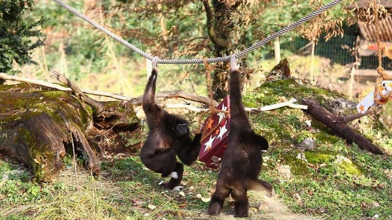 Weihnachten im Zoo