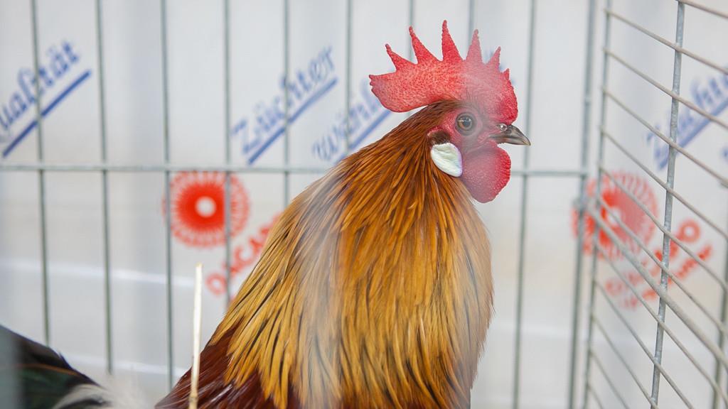 Kleintierausstellung