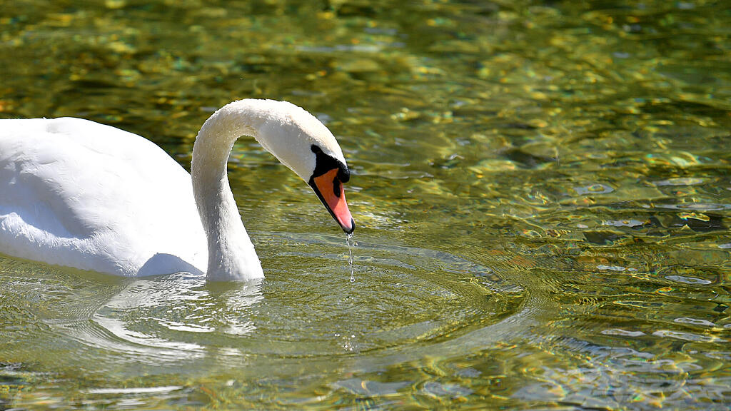 Schwan, SB