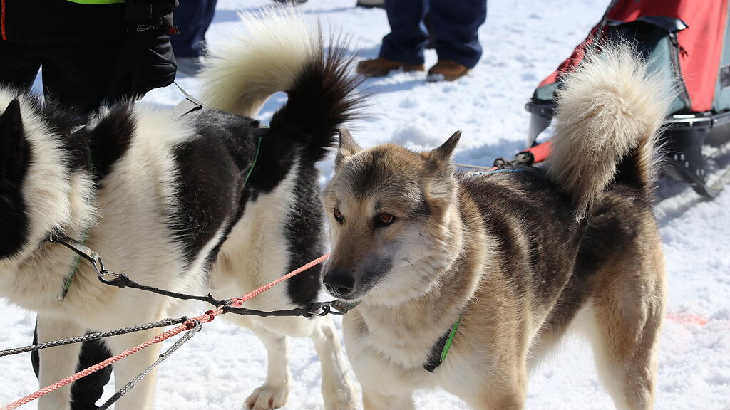 Schlittenhunderennen
