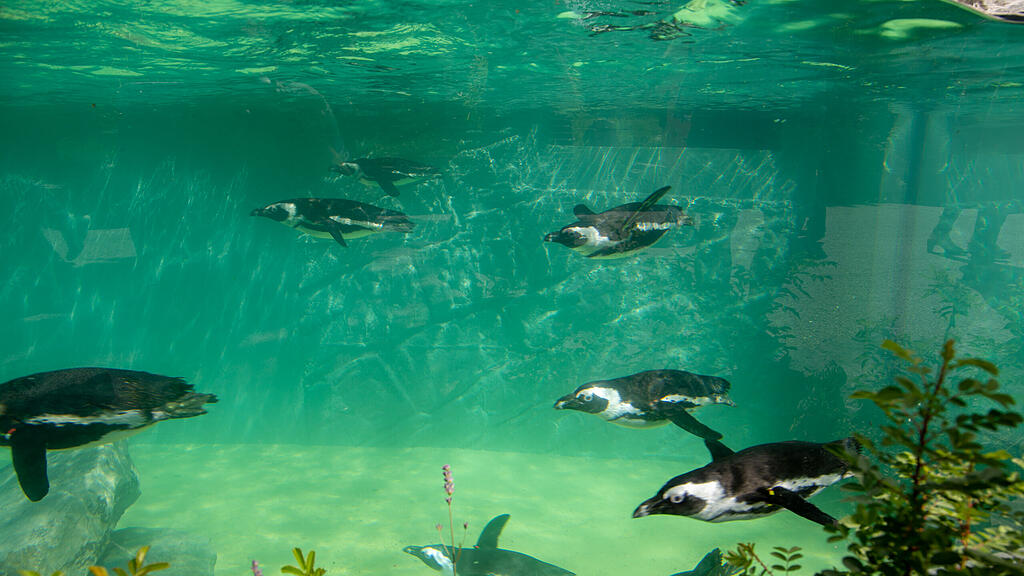 Zoo Salzburg, Brillenpinguine