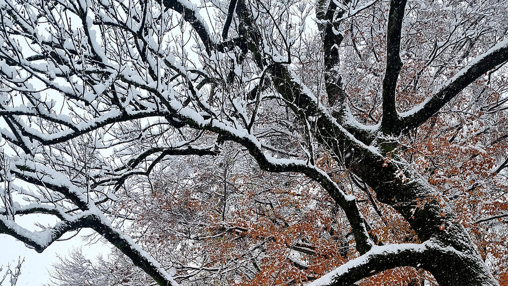 symb_winter_schnee_eis