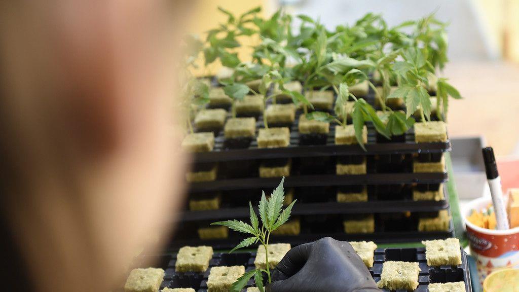 Cannabisaufzucht in Brunn am Gebrige
