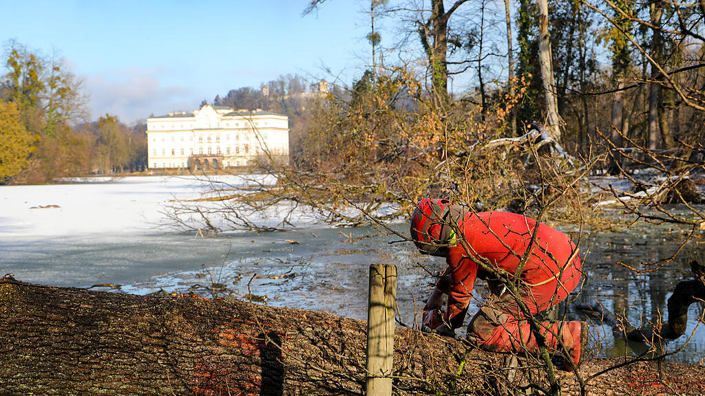 20250116_fmt_baumfaellung_Lepiweiher_mw-23.jpg