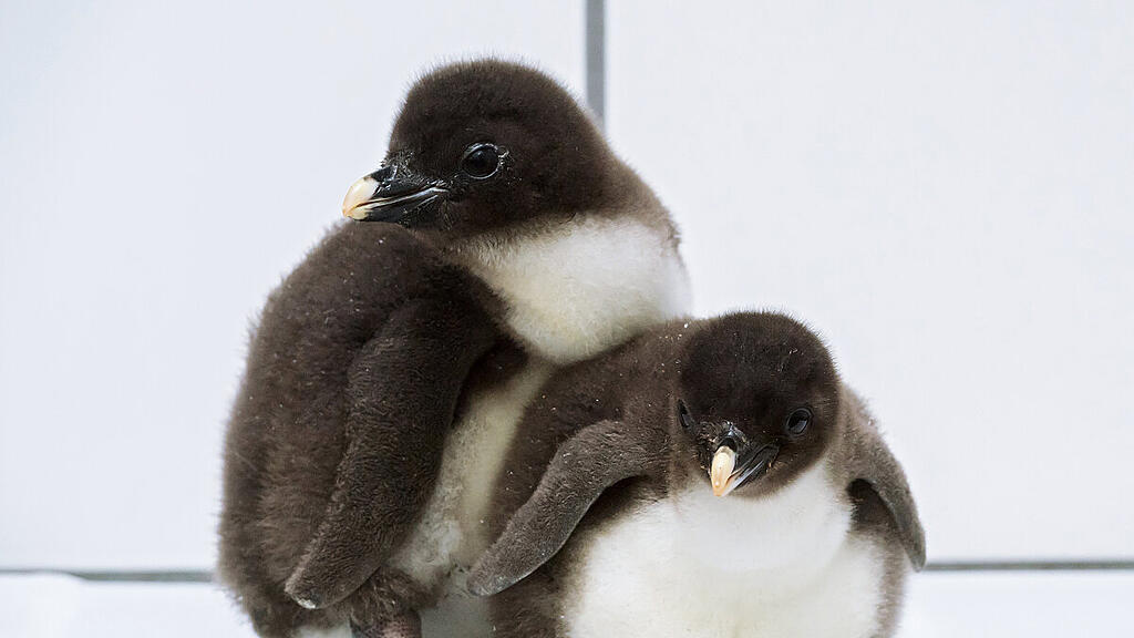 Felsenpinguin-Nachwuchs schlüpfte am Karfreitag