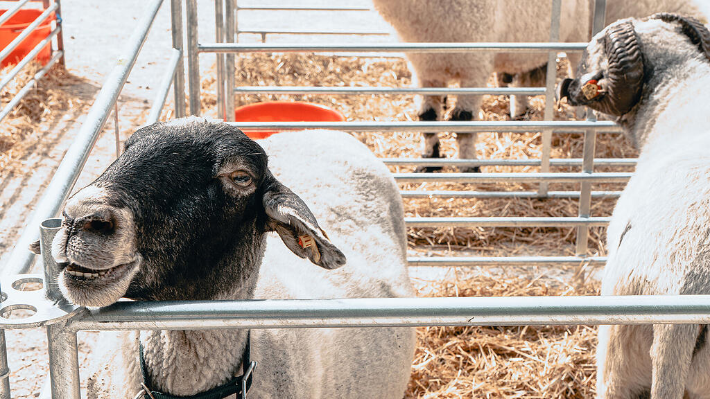 Tag der Schaf- und Ziegenhaltung in Maria Plain