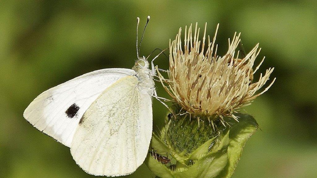 Altweibersommer zu Herbstbeginn