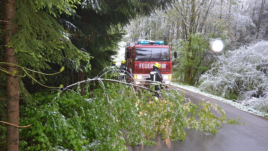 Zahlreiche Bäume brachen unter der Schneelast zusammen.