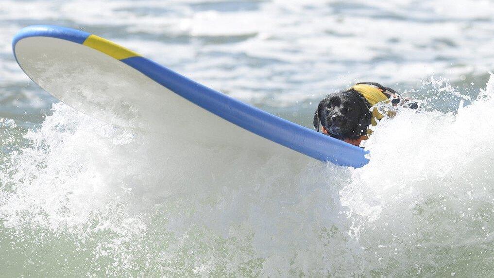 Hundesurfen in Kalifornien