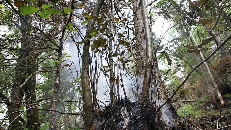 Waldbrand unter Kontrolle
