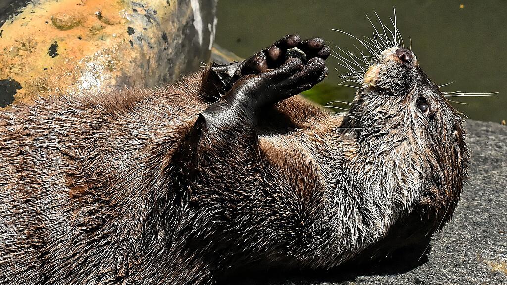 Symb_Otter Symb_Fischotter