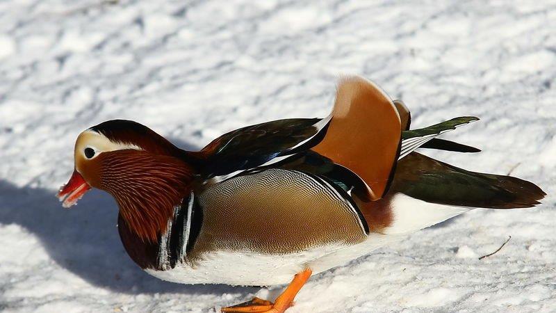 Eisfläche am Lepi-Weiher