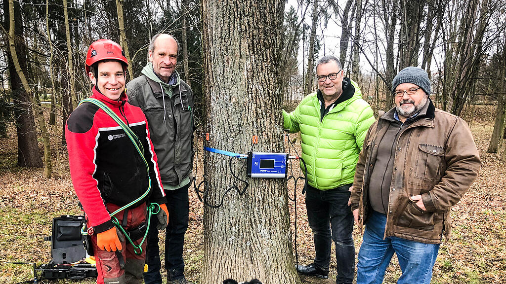 Schlosspark Kleßheim, Baum