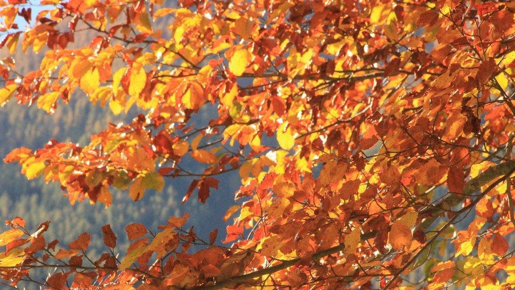 Goldener Herbst in Bayern