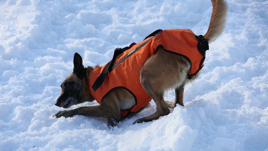 Superhunde im Einsatz