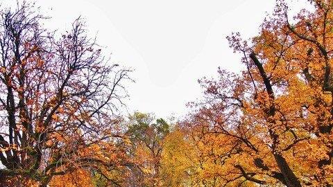 Goldener Oktober in Salzburg