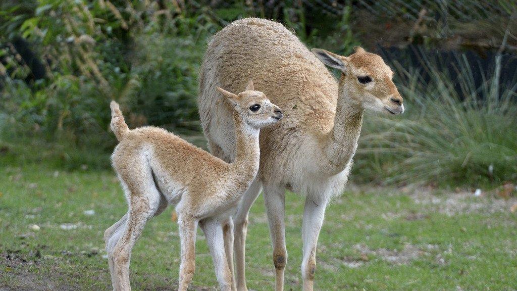 "Mini-Kamel"-Nachwuchs bei Tiergarten Schönbrunn