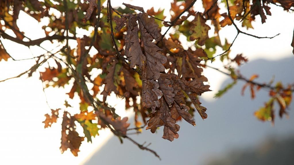 Spaziergang durch den Flachgau