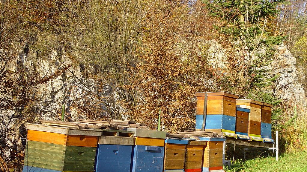Die Bienen waren heuer fleißig in Salzburg.