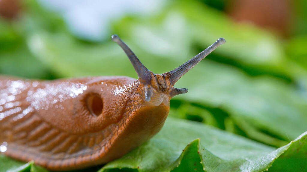 Nacktschnecke, Schnecke, SB