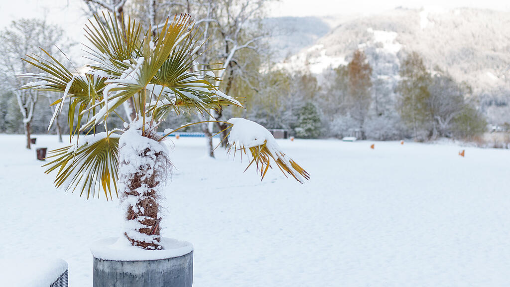 Palme im Winter