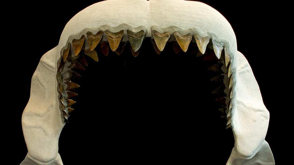 Megalodon