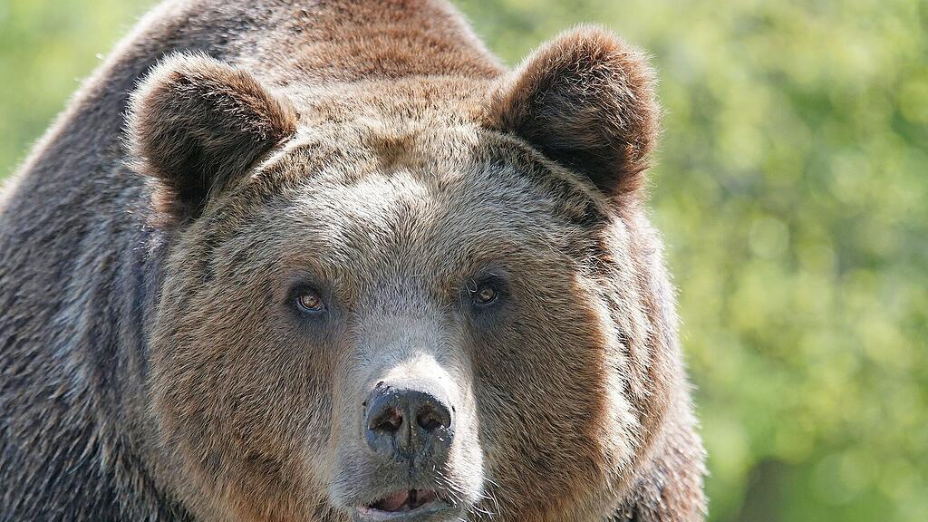 symb_bär