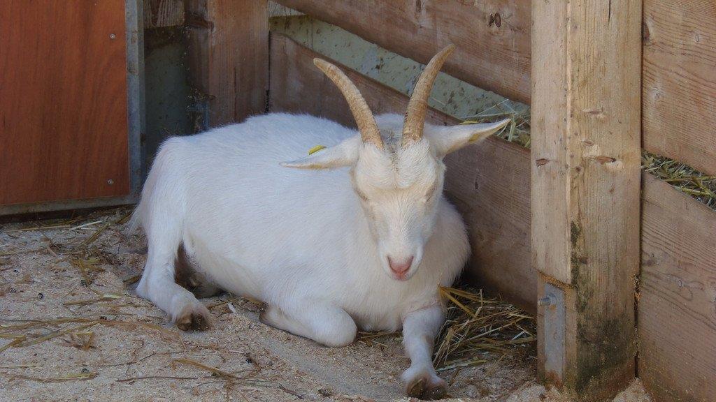 Impressionen der Tiere
