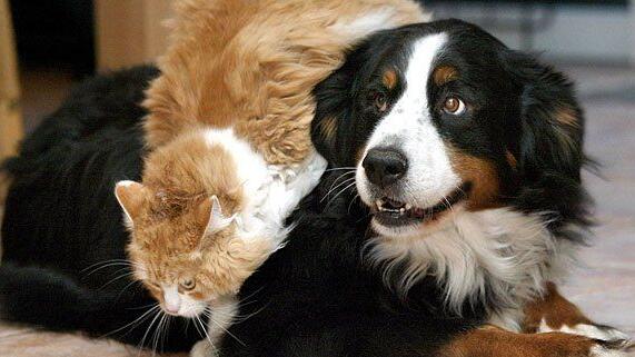 Wenn Hund und Katze allein daheim eingespert sind, und ein Notfall eintritt, hilft die Tier-Notfallhilfe