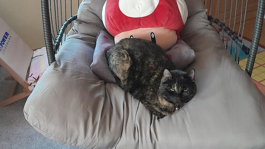Weltkatzentag 2025