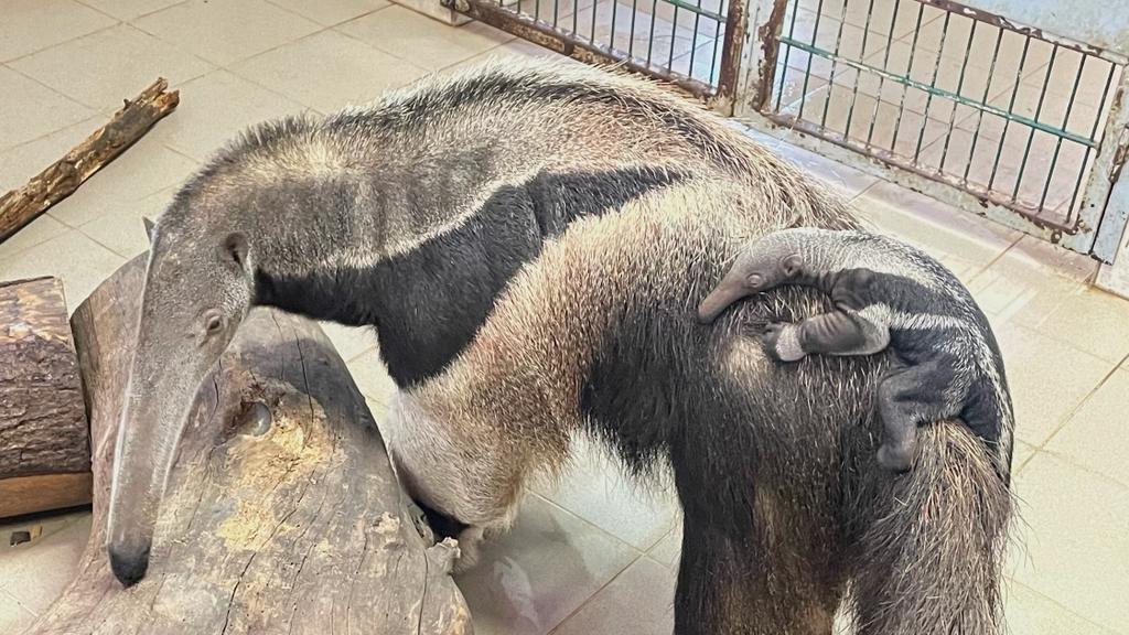 Ameisenbär-Baby im Weißen Zoo