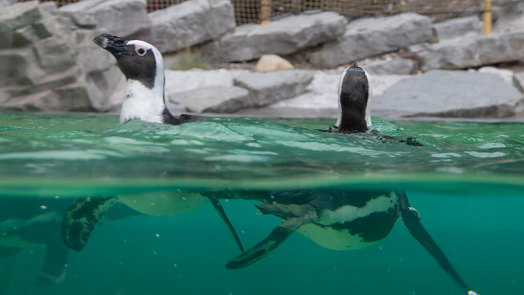 Zoo Salzburg, Brillenpinguine