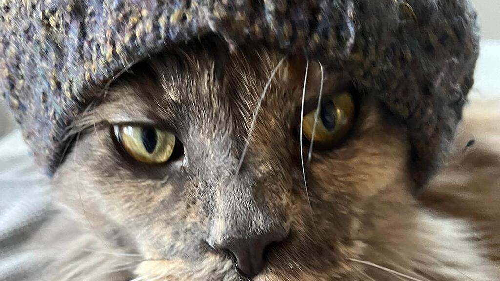 Weltkatzentag 2025