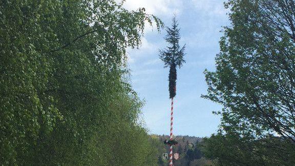 Maibaumaufstellen in Mattsee