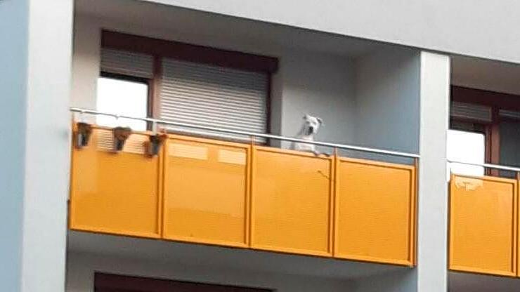 Hund "Jimmy" auf Balkon gesperrt