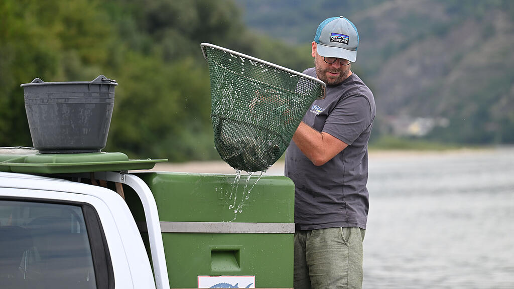 300.000 Störe in der Donau ausgewildert