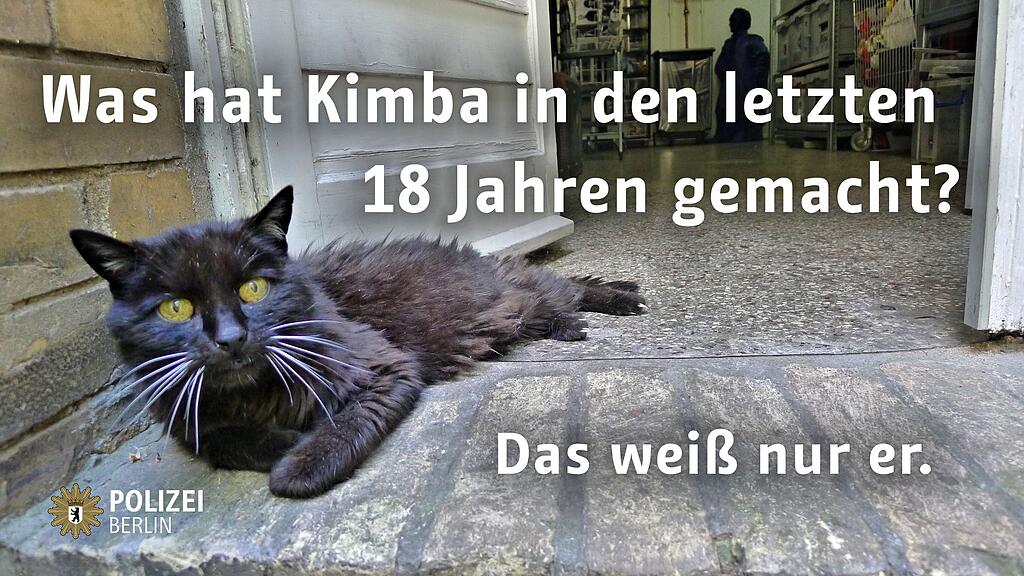 Dieser Katze soll laut Polizei "das Abenteuer seines Lebens" erlebt haben.