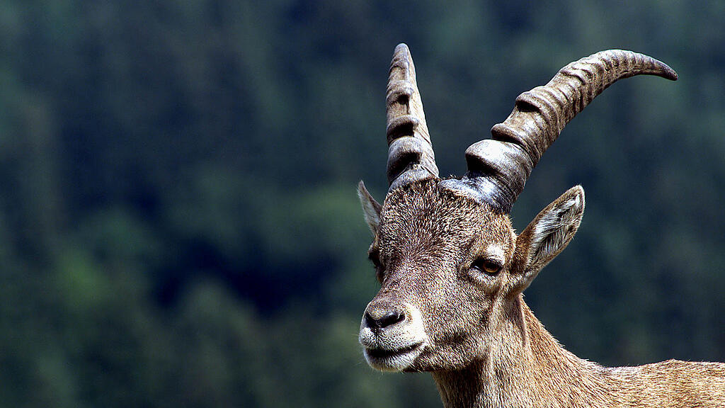 Der Steinbock konnte unverletzt von der Autobahn gebracht werden. (Symbolbild)