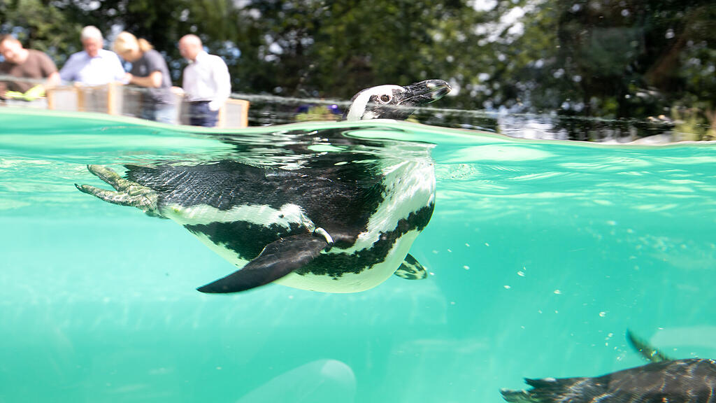 Zoo Salzburg, Brillenpinguine