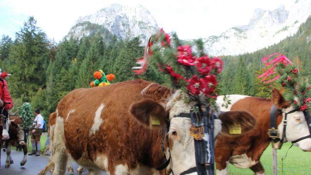 Bilder vom Almabtrieb
